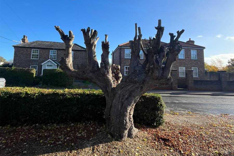 Tree Surgery & Tree Care Services